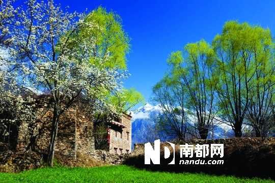 　　三月里,川西北的梨花盛放,寨子、碉樓、梨花……構(gòu)成最美的丹巴風(fēng)光。