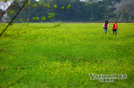 　　英德國(guó)家森林公園是廣東唯一的油菜花主題旅游景區(qū)。(圖片來源:CFP)