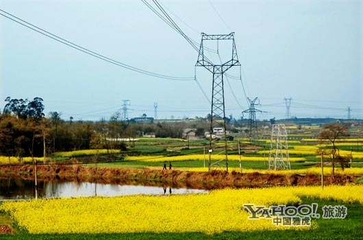 　　三月是川西平原油菜花盛開的季節(jié)。(圖片來源:CFP)