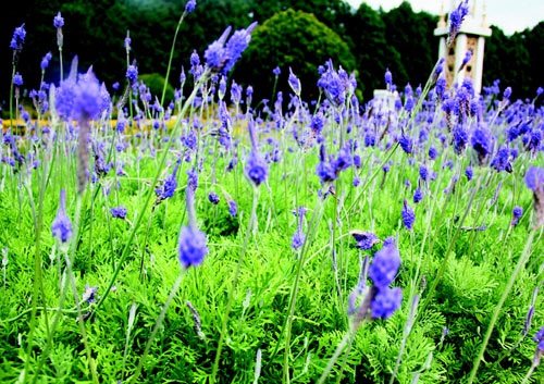 　　日月潭九族文化村內(nèi)水沙連歐洲花園園區(qū)內(nèi)數(shù)十萬株熏衣草,已開得美不勝收,令游客陶醉。