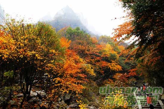 深秋去堯山賞紅葉、泡溫泉、拜大佛