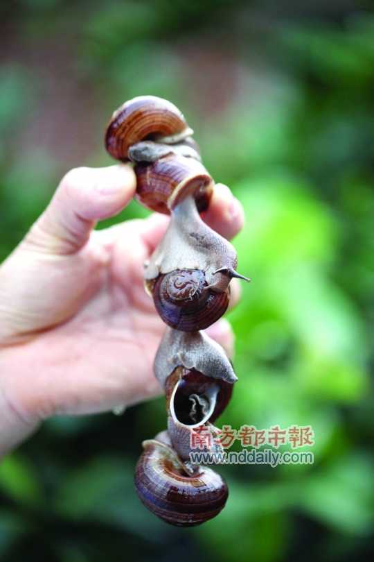 廣西的野生蝸牛追求原汁原味，做法也非常精簡。