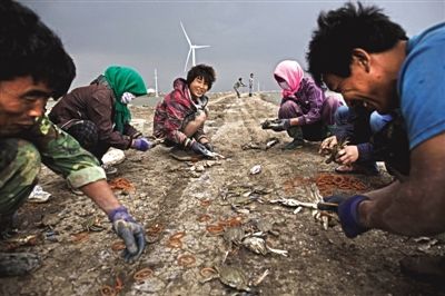 大雨將至，渤海邊的蟹池旁，蟹農(nóng)們不慌不忙地收綁梭子蟹。