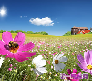 十二星座代表什么花？