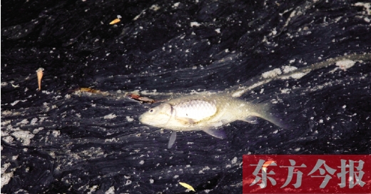 五月九日，鄭州帝湖，漂在黑色的湖面上的死魚(yú)