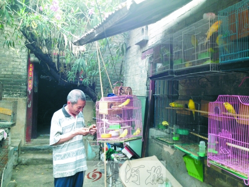 郭家大院的看護(hù)人郭天育老人在給鸚鵡喂食，對大院，他很不舍。
