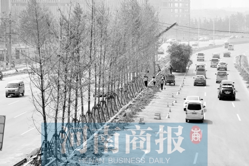 　西三環(huán)化工路，工人正在車道中間種植銀杏樹