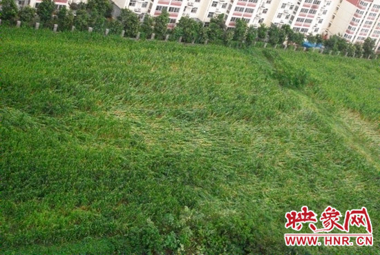 據(jù)映象網(wǎng)網(wǎng)友趙冠召反映，8月7日下午鄭州高新技術(shù)開(kāi)發(fā)區(qū)突降暴雨冰雹，致使附近農(nóng)田近三分之一玉米倒伏