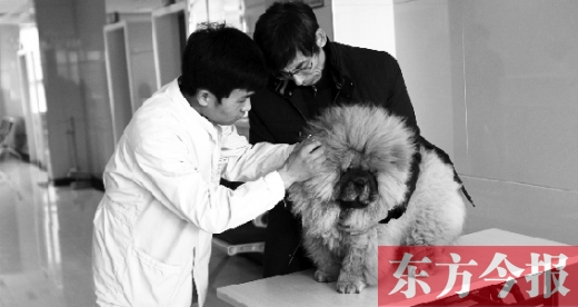 在一家大型寵物醫(yī)院里，生病的狗狗正在接受治療
