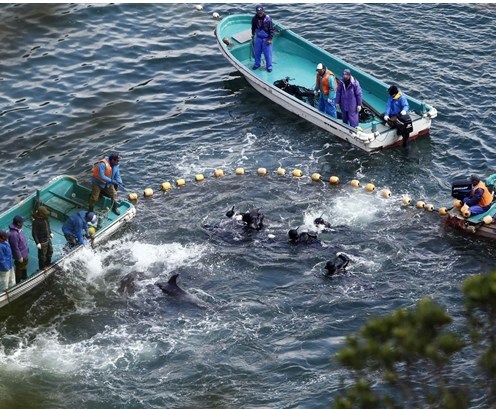 圖為當?shù)貪O民正在把海豚趕入屠殺圈內。