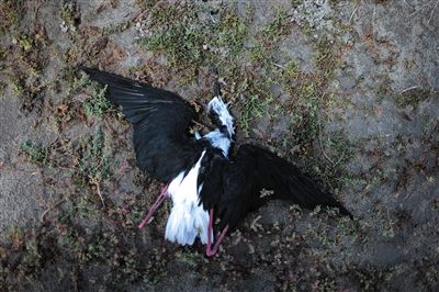 死去的鳥(niǎo)兒達(dá)到200多只，還有鳥(niǎo)兒在湖邊淤泥中掙扎著。
