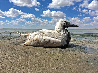 死去的鳥(niǎo)兒達(dá)到200多只，還有鳥(niǎo)兒在湖邊淤泥中掙扎著。