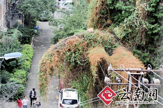 小貓蹲在一根纏滿了藤蔓的樹(shù)枝上。