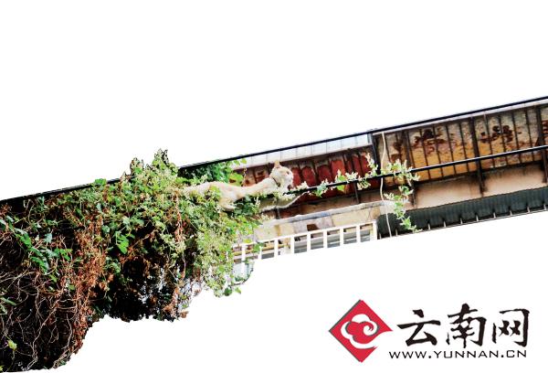 小貓下樹(shù)，但小貓就是不下來(lái)，反而爬到了一根緊貼著樹(shù)的電線上。
