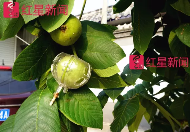文玩核桃遇冷由幾萬(wàn)一對(duì)降到5元沒(méi)人要？商戶否認(rèn)