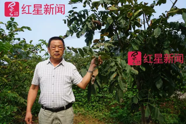 文玩核桃遇冷由幾萬(wàn)一對(duì)降到5元沒(méi)人要？商戶否認(rèn)
