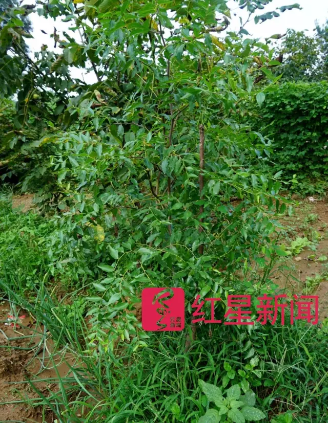 文玩核桃遇冷由幾萬(wàn)一對(duì)降到5元沒(méi)人要？商戶否認(rèn)