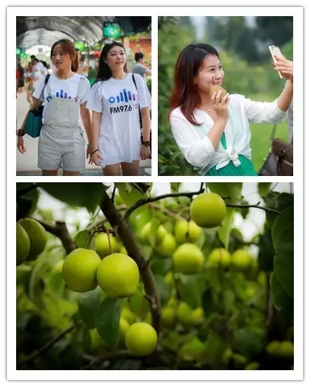 美女與香梨，你更愛哪一個(gè)？！
