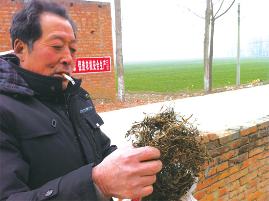邢瑞亭向記者展示晾曬后的水芹菜，如今這種野菜也成為農(nóng)民餐桌上的香餑餑
