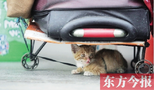 昨日，鄭州火車站廣場。一只小貓鉆到了行李下躲避烈日