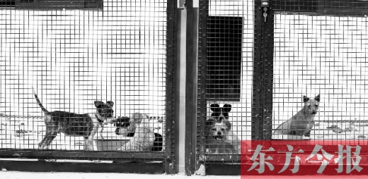 被主人遺棄的小狗暫時(shí)寄居在鄭州市犬只收容中心內(nèi)，如果沒(méi)有人來(lái)認(rèn)領(lǐng)，他們將被處以安樂(lè)死