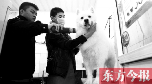 昨天，鄭州城管首次進(jìn)寵物店清查無證犬只