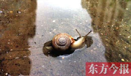 堵車俺不怕，就怕發(fā)大水，這不，一大早蹚水過街，現(xiàn)在已經(jīng)是下午了，俺還在馬路中間呢