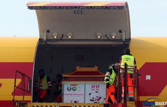 大熊貓“好好”抵達布魯薩爾國際機場。記者 付敬 攝