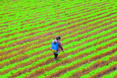 6月28日，內(nèi)黃縣東莊鎮(zhèn)馬固村農(nóng)民在花生地里噴施農(nóng)藥。