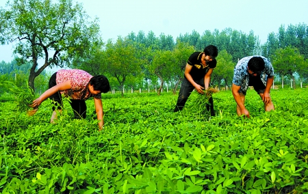 7月16日，內黃縣后河鎮(zhèn)余莊村村民在花生地里除草。
