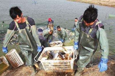 3月18日，漁民在溫縣黃河鯉魚生態(tài)養(yǎng)殖基地捕魚，近日，溫縣3000畝黃河鯉魚生態(tài)養(yǎng)殖基地的頭茬魚開始