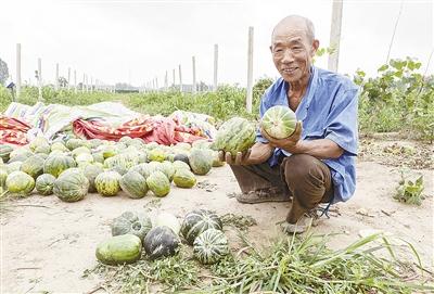 種的是“三白瓜”，長(zhǎng)出來(lái)的瓜非常雜，其中最多的是本地甜面瓜，俗稱“一窩猴”
