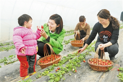 反季節(jié)水果帶動(dòng)農(nóng)戶(hù)致富