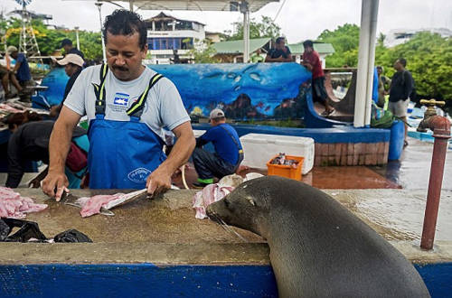 海獅變魚攤?？?排隊“購買”金槍魚