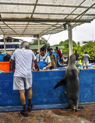 海獅變魚攤?？?排隊“購買”金槍魚