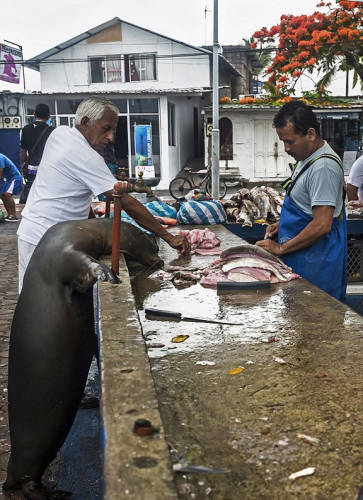 海獅變魚攤?？?排隊“購買”金槍魚