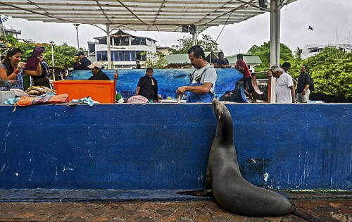 海獅變魚攤?？?排隊“購買”金槍魚