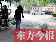 啟明一巷內(nèi)，一名女子帶著狗狗去買菜。狗隨地大小便，狗的主人未制止