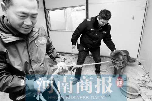 麻藥起作用后，這只藏獒被執(zhí)法人員控制