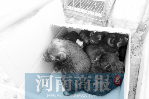 一家只能養(yǎng)一只狗，多余的被暫扣