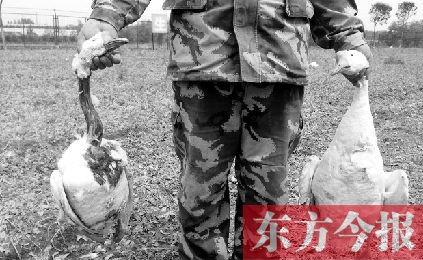 濟(jì)源一山間農(nóng)場遭襲，死傷200多只大鵝