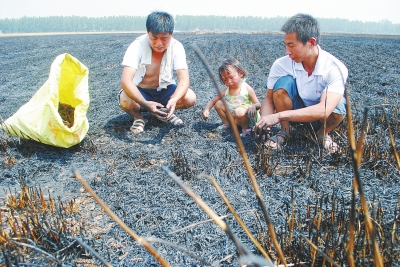 　村民為挽回一點(diǎn)損失，只得撿拾一些燒焦的麥穗。