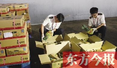 昨日，檢驗(yàn)檢疫人員正對(duì)剛從臺(tái)灣進(jìn)口的水果進(jìn)行檢驗(yàn)