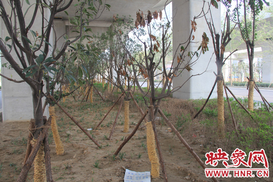 北三環(huán)經(jīng)三路橋下種的樹(shù)木有的葉子已經(jīng)干枯。
