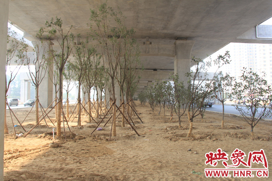 中州大道高架橋下新栽種的樹(shù)木。