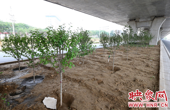 西三環(huán)淮河路立交橋下,新栽種的六七十棵枇杷樹(shù)。