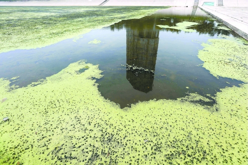 幾近干涸、臭氣熏天、長滿水草的東風(fēng)渠，已不見往日容顏　 記者 侯建勛/攝