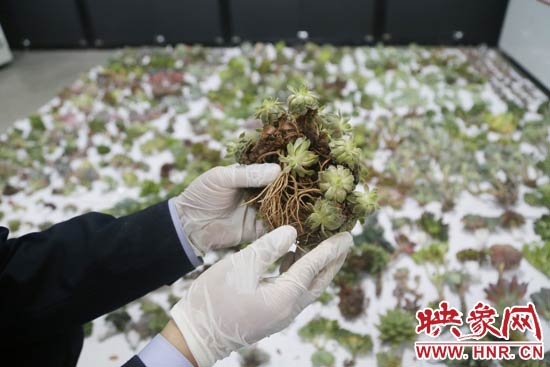 這些被截獲的多肉植物郵件面單上的品名大多申報(bào)為“禮物”、“衣服”等，屬于瞞報(bào)行為。