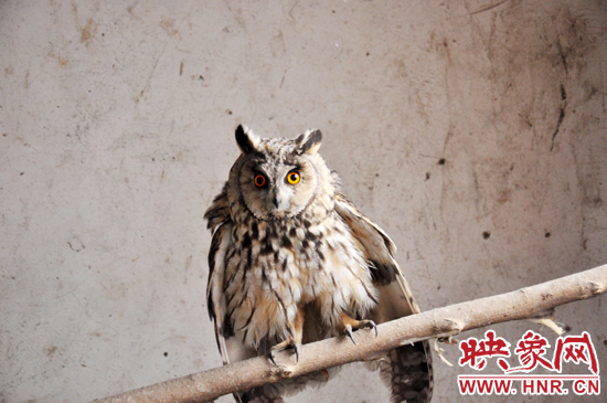 據(jù)了解，長耳鸮屬于夜行動物，是一種益鳥，主要捕食鼠類。