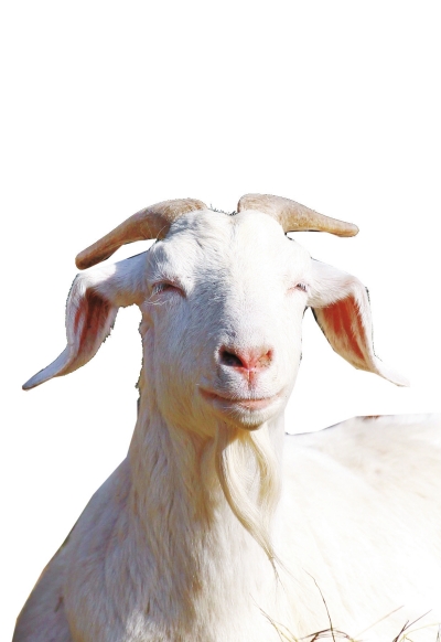 奶山羊,這種羊?yàn)楸就辽窖?，以產(chǎn)奶為主，產(chǎn)奶量高。具有“頭長(zhǎng)、頸長(zhǎng)、體長(zhǎng)、腿長(zhǎng)”的特征，俗稱“四長(zhǎng)羊”